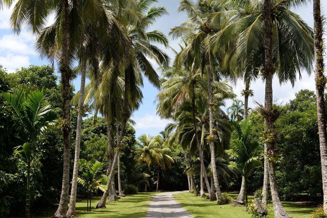 Cape Trib Farm Bed & Breakfast Cape Tribulation Exterior photo